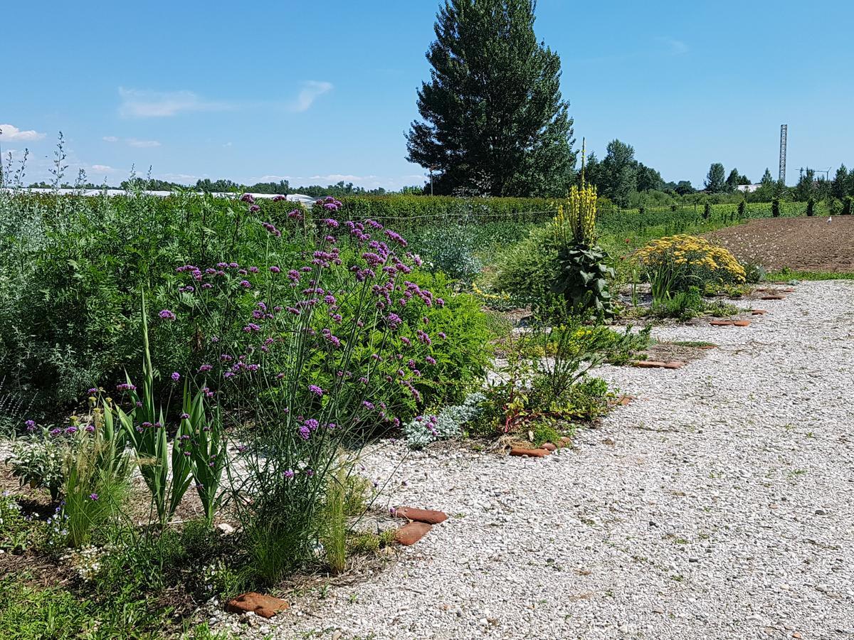 Agriturismo Frascje Dai Spadons Pradamano Eksteriør billede